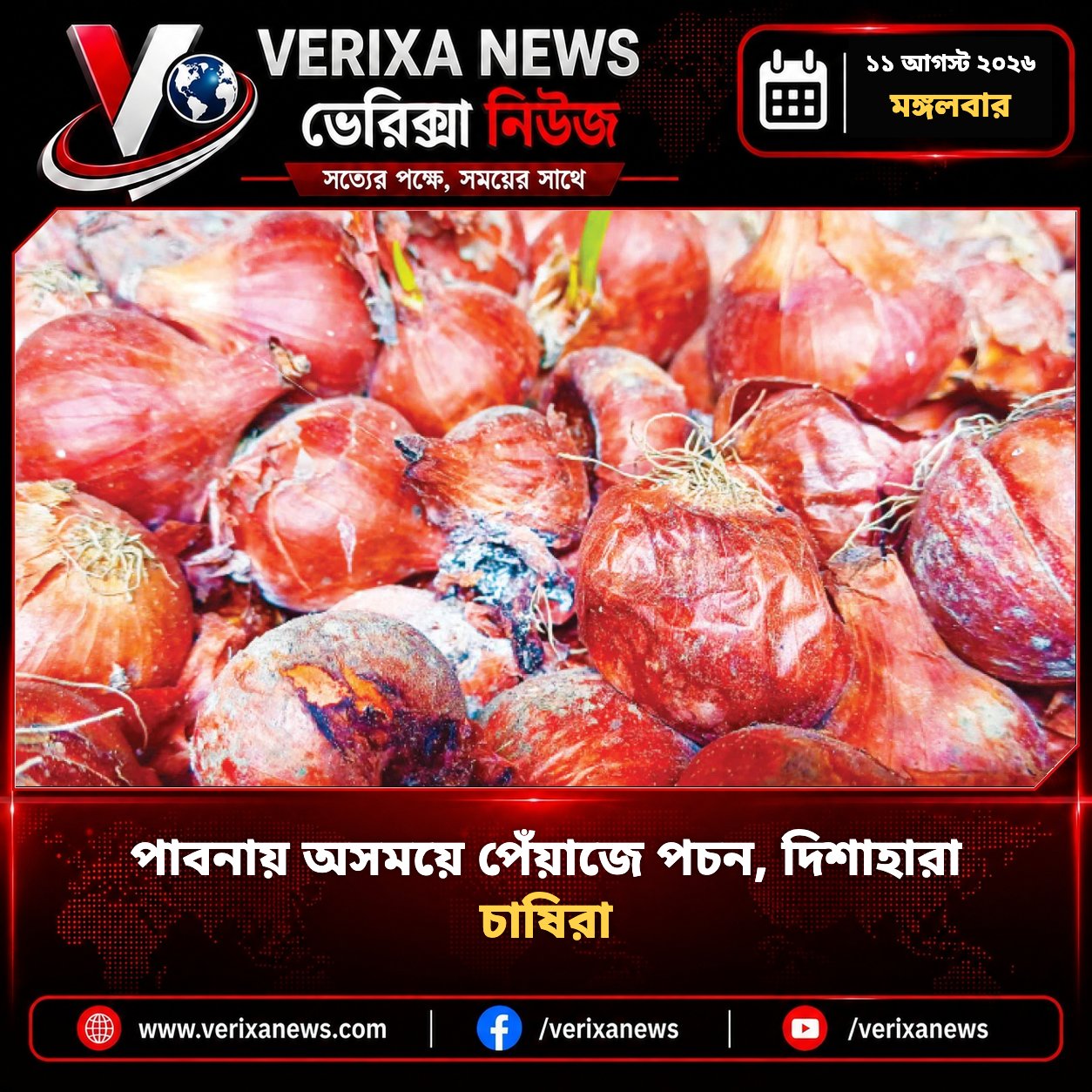 পাবনায় অসময়ে পেঁয়াজে পচন, দিশাহারা চাষিরা — 1