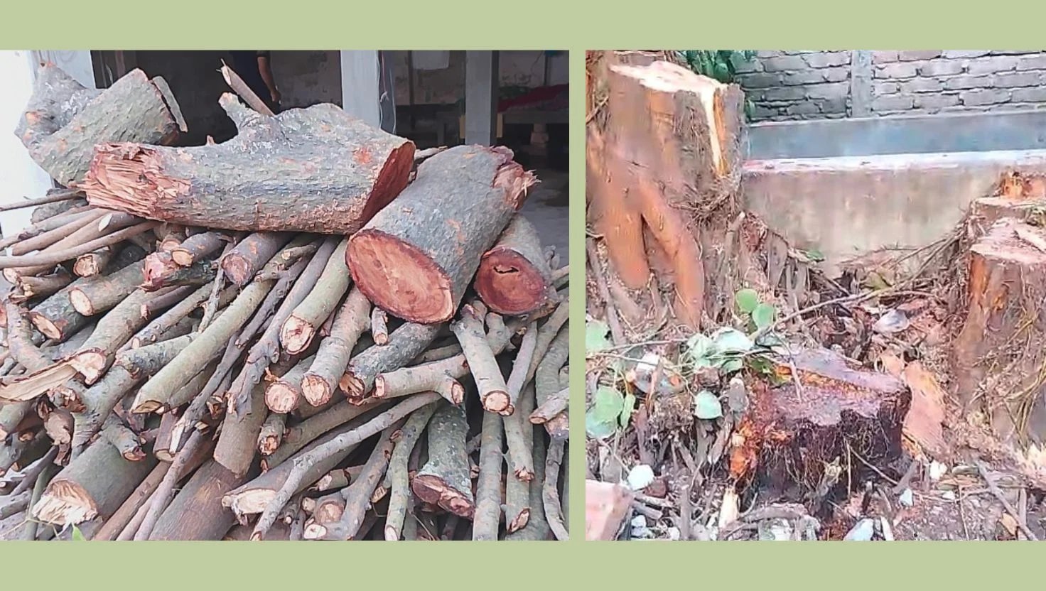 রেলওয়ের জমিতে থাকা শতবর্ষী বটগাছ কেটে নিলেন আ.লীগ নেতা
